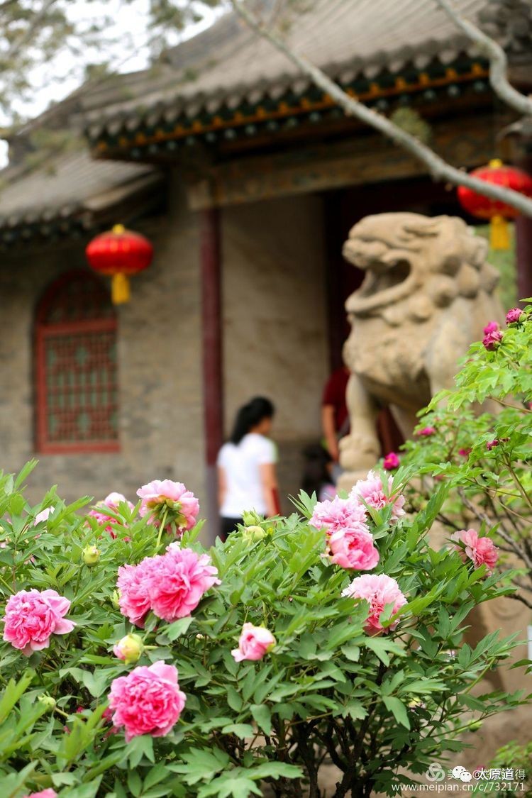 牡丹花开永祚寺