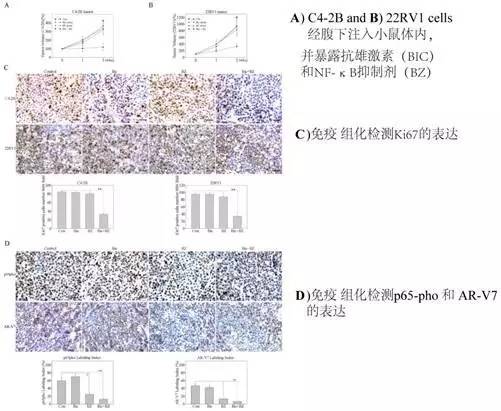 并通路免疫组化方法确定了nf-κb通路活性和arvs表达降低