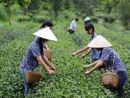 今日立夏喝什么茶最好？