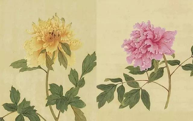 3,绝代只西子·众芳惟牡丹:蒋廷锡《百种牡丹谱》特展