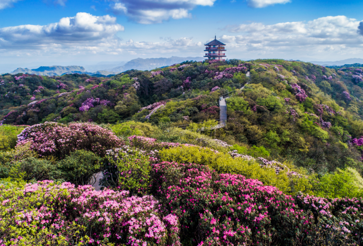 金佛山杜鹃花开,穿梭在花海中的小火车