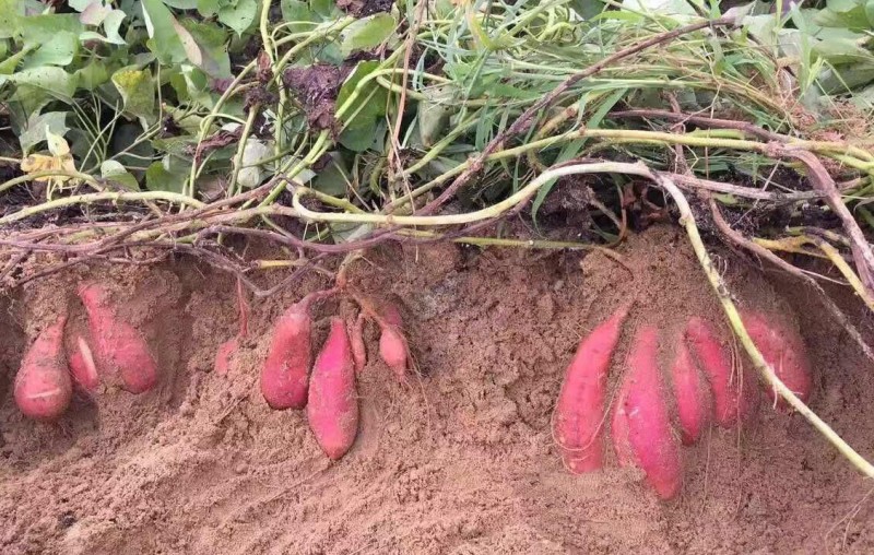 由于六鳌昼夜温差大,加上沙土地土壤疏松,通气性良好,所以六鳌的红薯