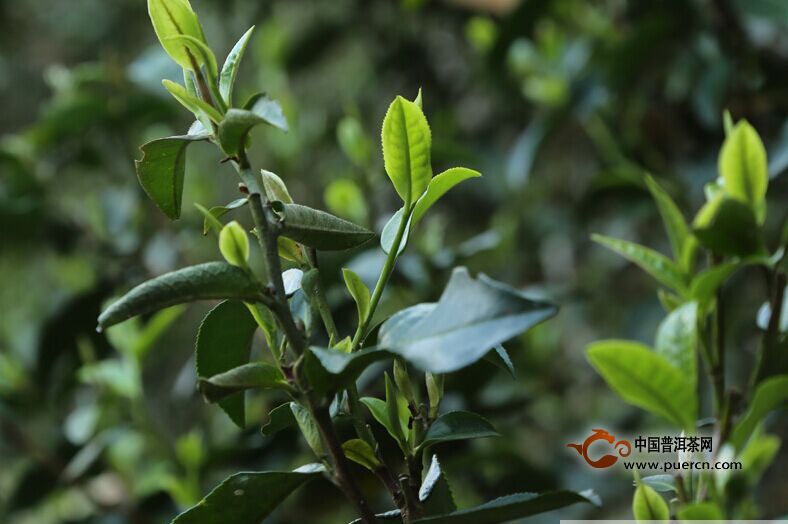 普洱茶大叶种中叶种小叶种茶树分布情况概述