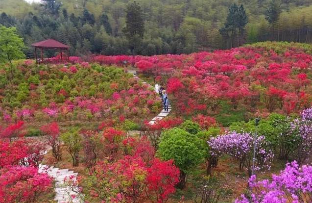 开车1小时到杭州周边这些山花已成海再不去就谢了