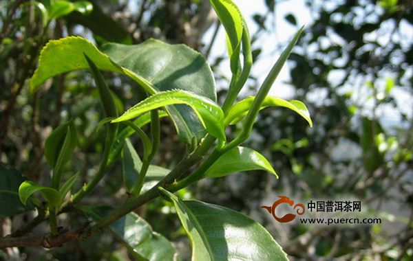 普洱茶大叶种中叶种小叶种茶树分布情况概述