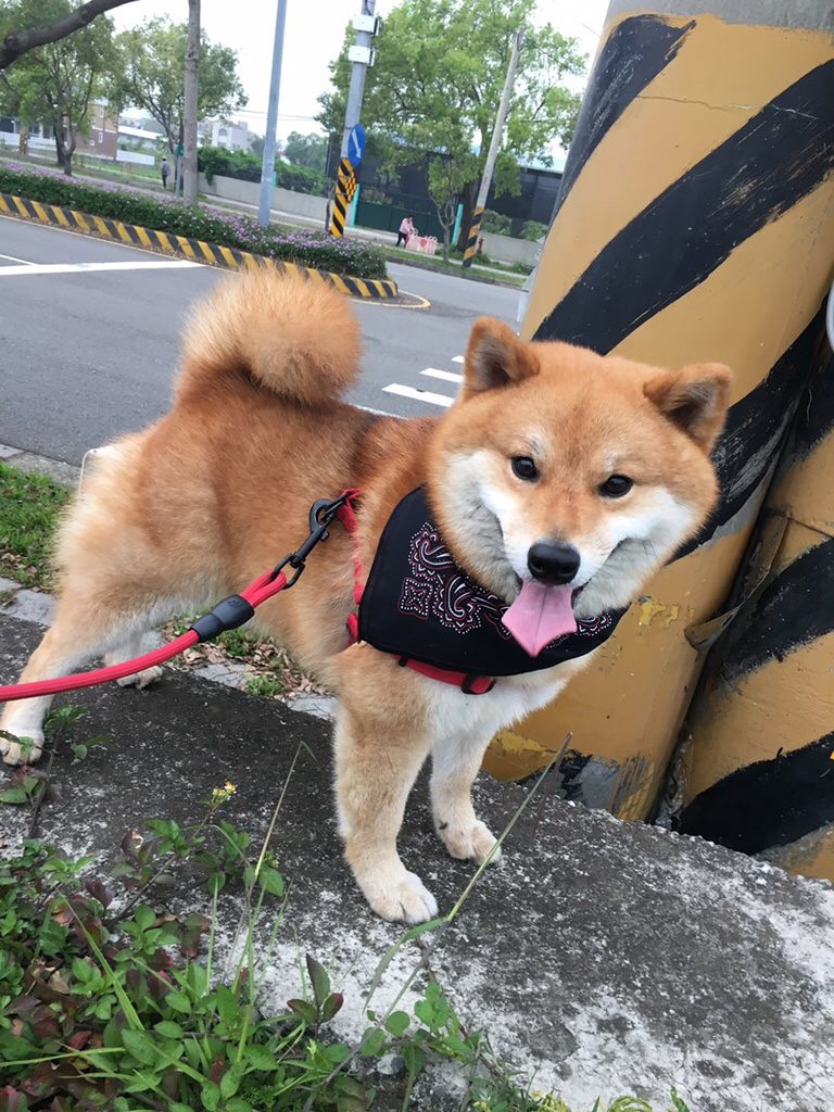 用生命在搞笑的柴犬!这是我看过最可爱的柴柴!