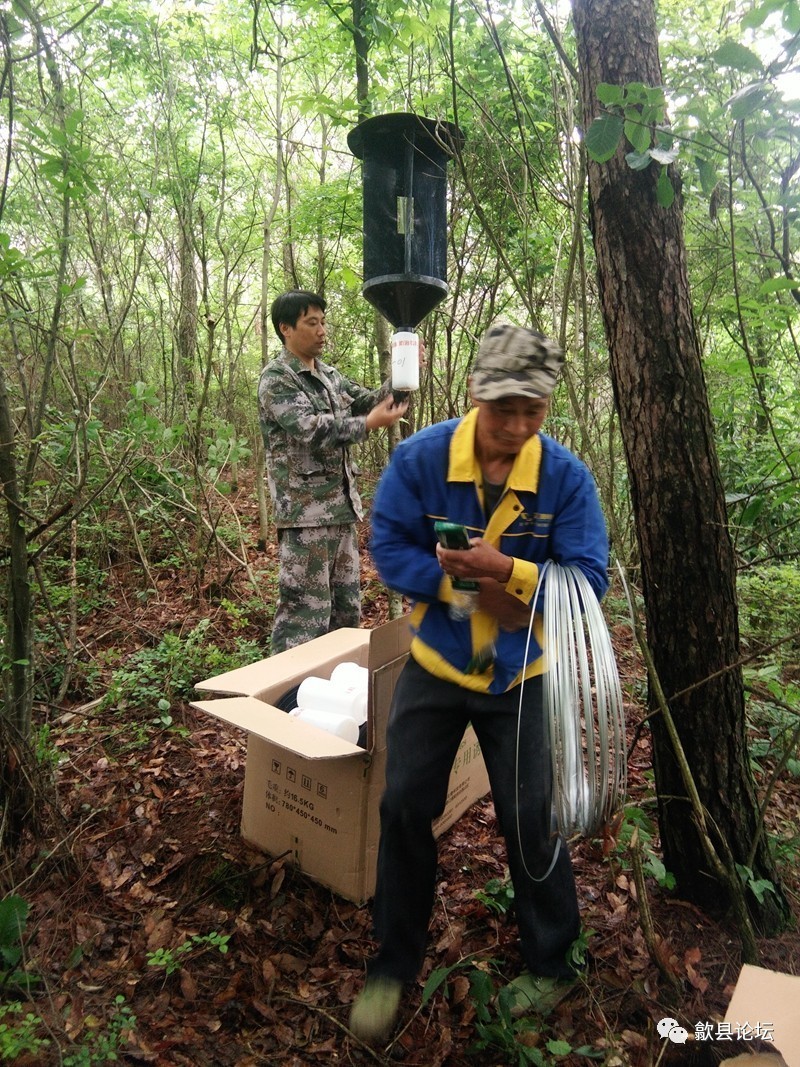 【信息资讯】歙县桂林: 安装天牛诱捕器 保护松林安全