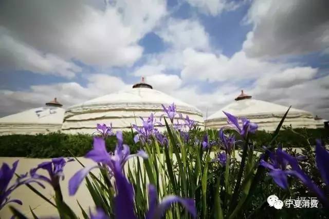 马兰花节是鄂托克前旗马兰花精神和旅游特色重要载体