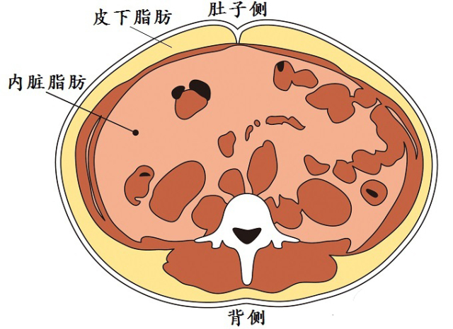 原因是在哪儿呢? 人体的脂肪主要分为皮下脂肪和内脏脂肪.