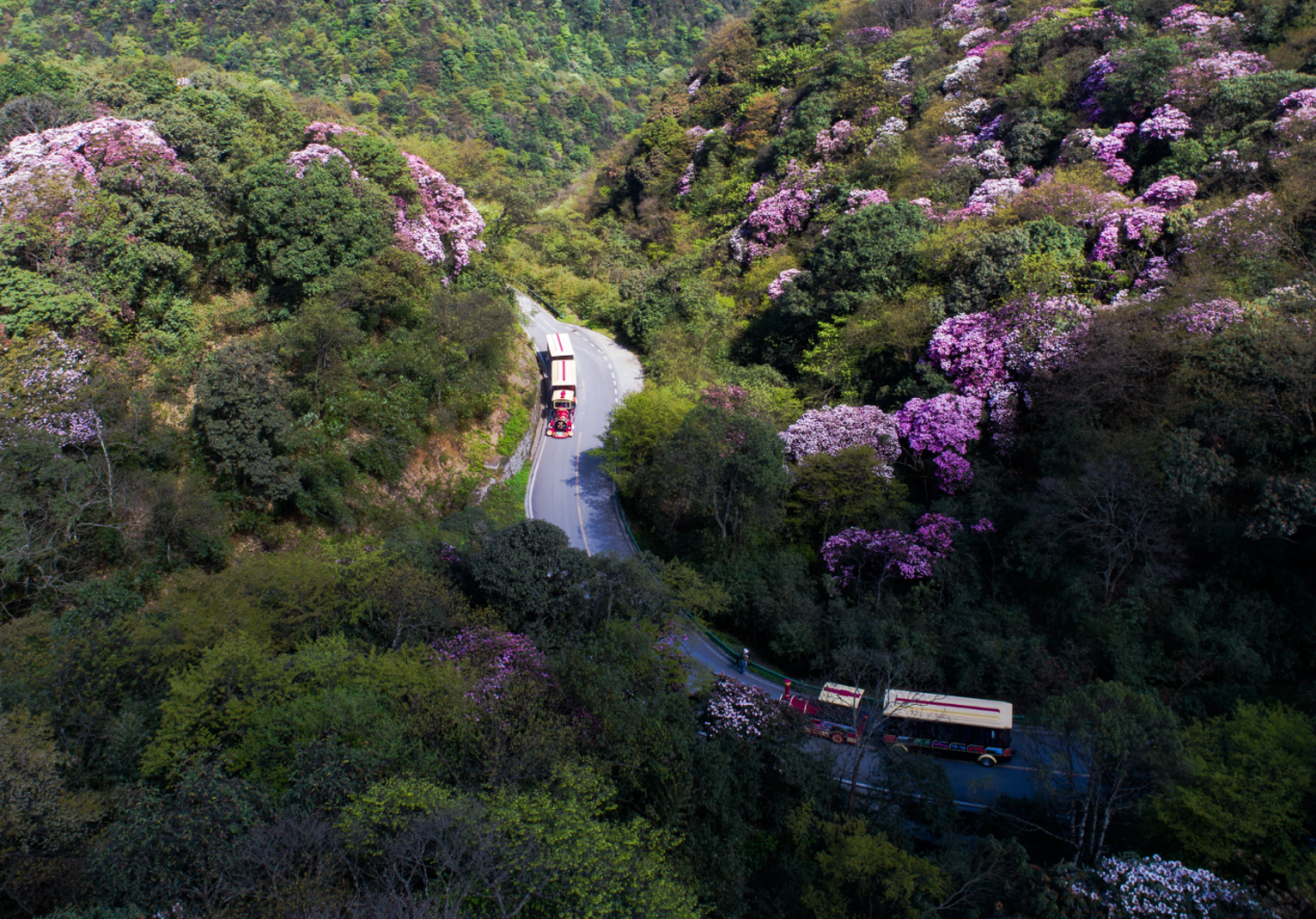 金佛山杜鹃花开,穿梭在花海中的小火车