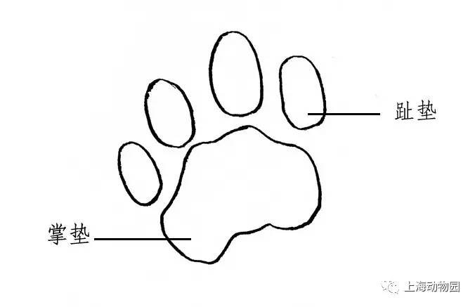 五个趾头里,有一个趾头走路的时候碰不到地面,所以猫科动物的脚印一般