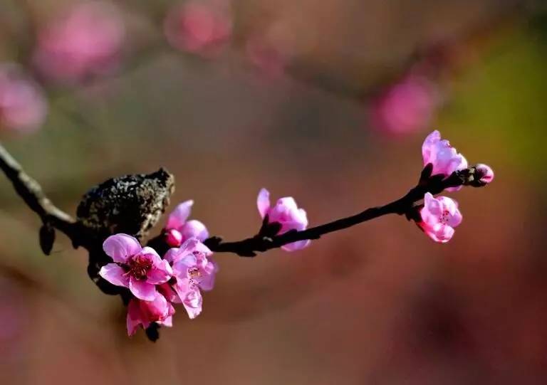 惊蛰是桃花花信时春分是梨花花信期