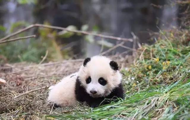 熊猫文化?世界共享 首届中国大熊猫保护研究
