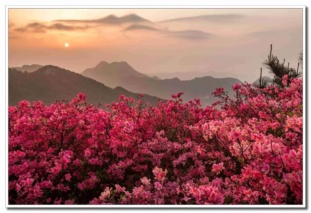 大美龟峰山:岭上开遍映山红