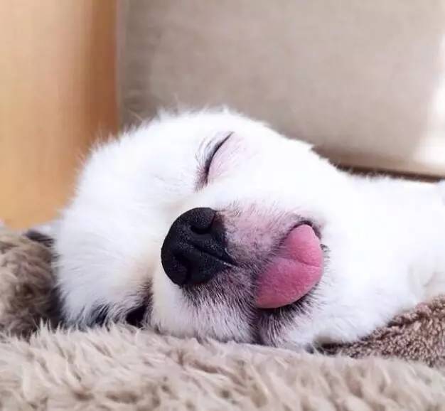 爱睡觉的可爱狗狗,伸着小舌头也太萌啦