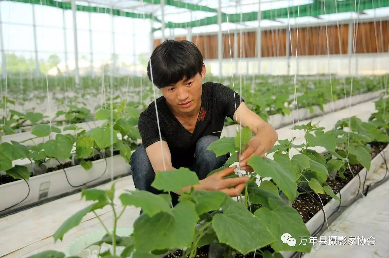 年5月5日上饶日报一版刊发 4月30日,工作人员在智能温室给黄瓜吊蔓