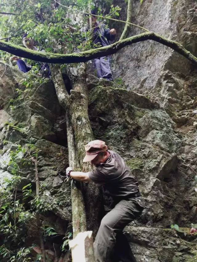 英德发现珍稀野生古树茶种群树龄有超三百岁盼保护