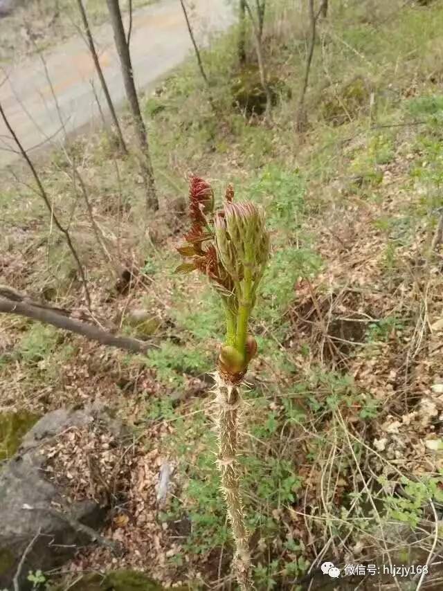 这货叫刺老芽!