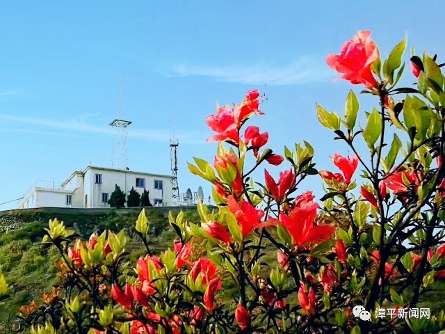 【休闲旅游】五月,永福的红尖山上,火红的杜鹃花在绿色的山谷中竞相
