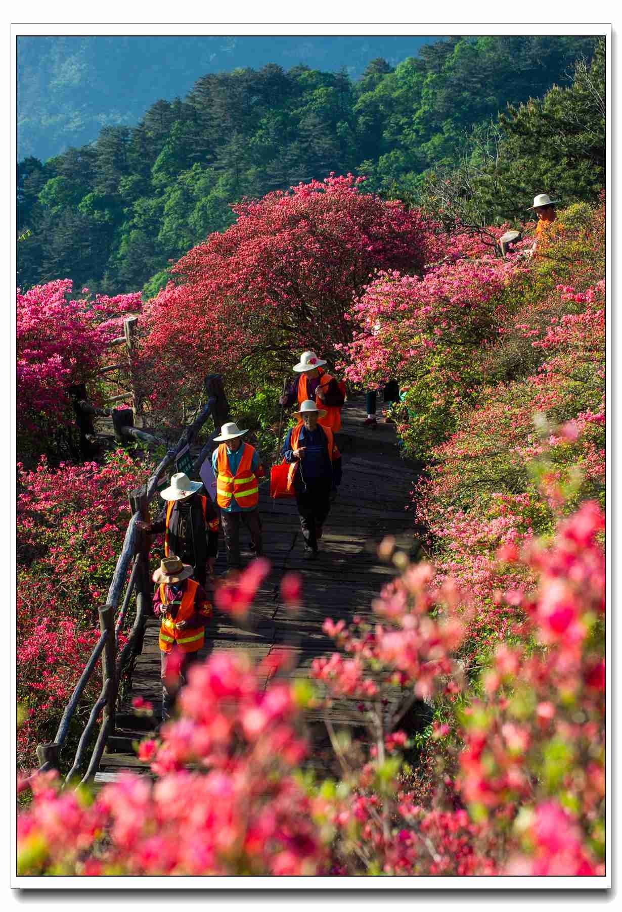 大美龟峰山:岭上开遍映山红