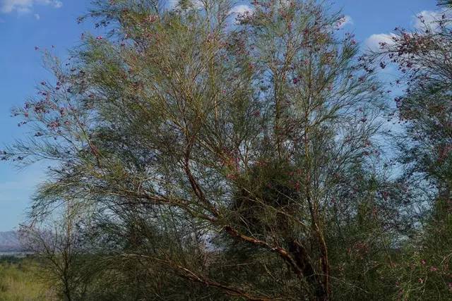 沙拐枣上长了一种专吃植物花叶和果实的昆虫 一棵树活下来多不容易!