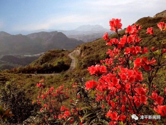 【休闲旅游】五月,永福的红尖山上,火红的杜鹃花在绿色的山谷中竞相