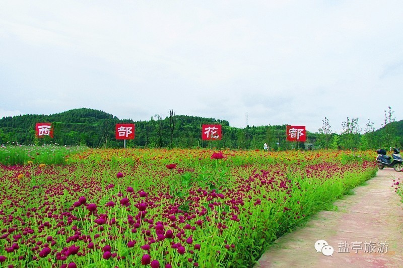 绵阳市民最爱踏青地盐亭榜上有名