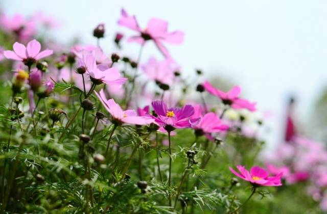 纸遇水开花是什么原理_绿萝开花了是什么样子(2)