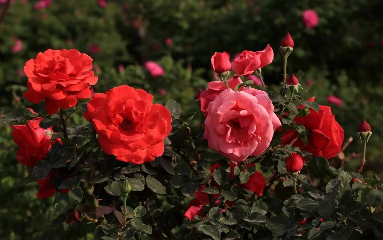 本周看花:芍药,玫瑰,蓝香芥