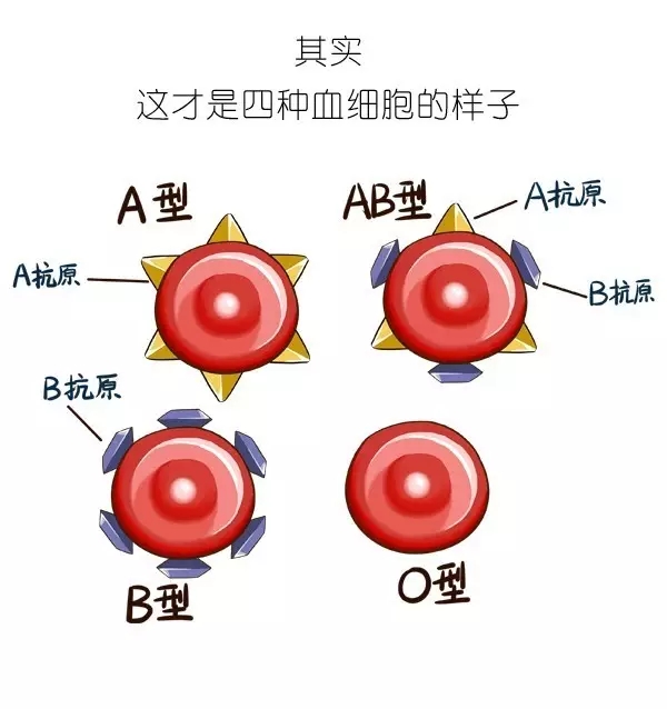 血型原来是这么回事 利用分之道巧记血型知识