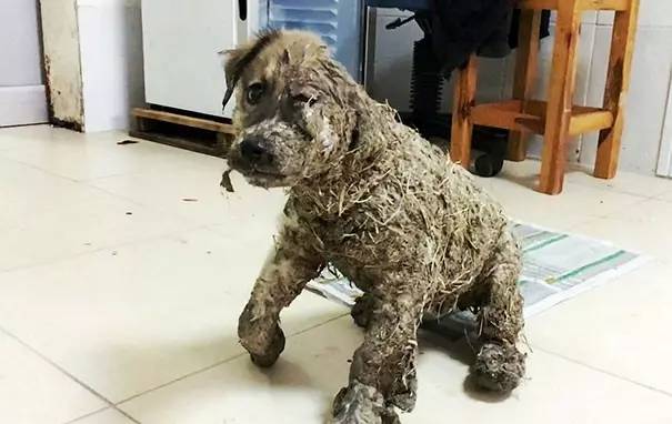 流浪狗被小孩虐待，浑身沾满胶水和泥土不能动弹，被救助后变化惊人!