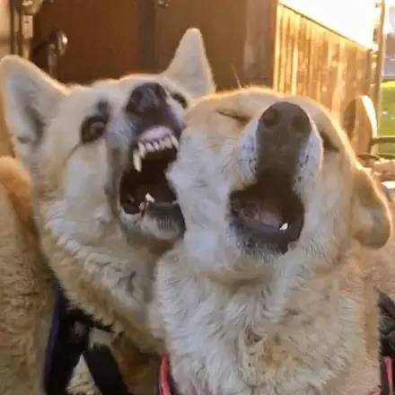 网友说自从养了这两只狗狗,每天都有源源不断的表情包