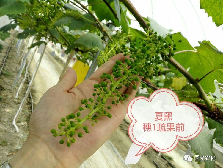 12张美图带你看醉金香,夏黑,巨峰葡萄如何疏果!