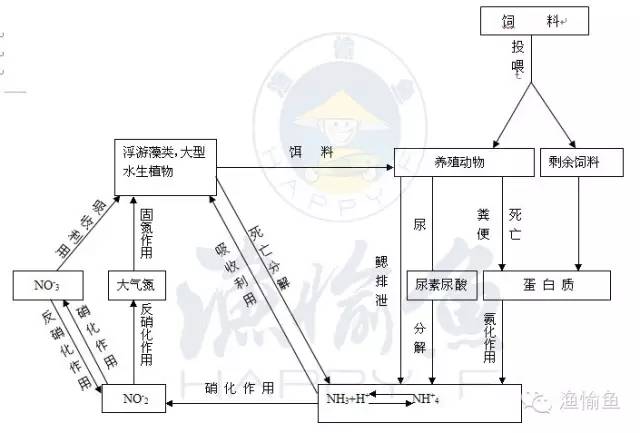 养殖池塘水体氮循环示意图