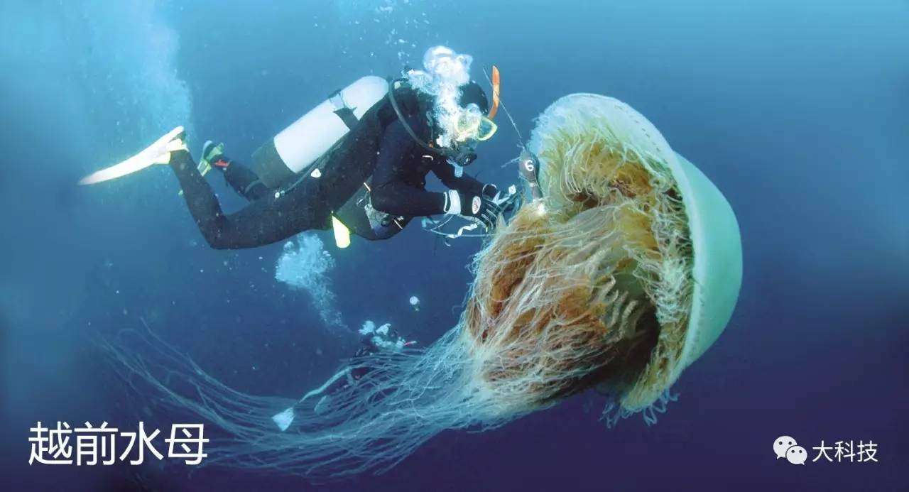 梦幻水母结伴来袭