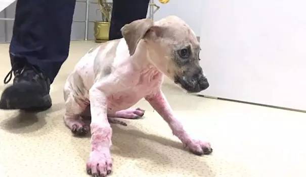 流浪狗被小孩虐待，浑身沾满胶水和泥土不能动弹，被救助后变化惊人!