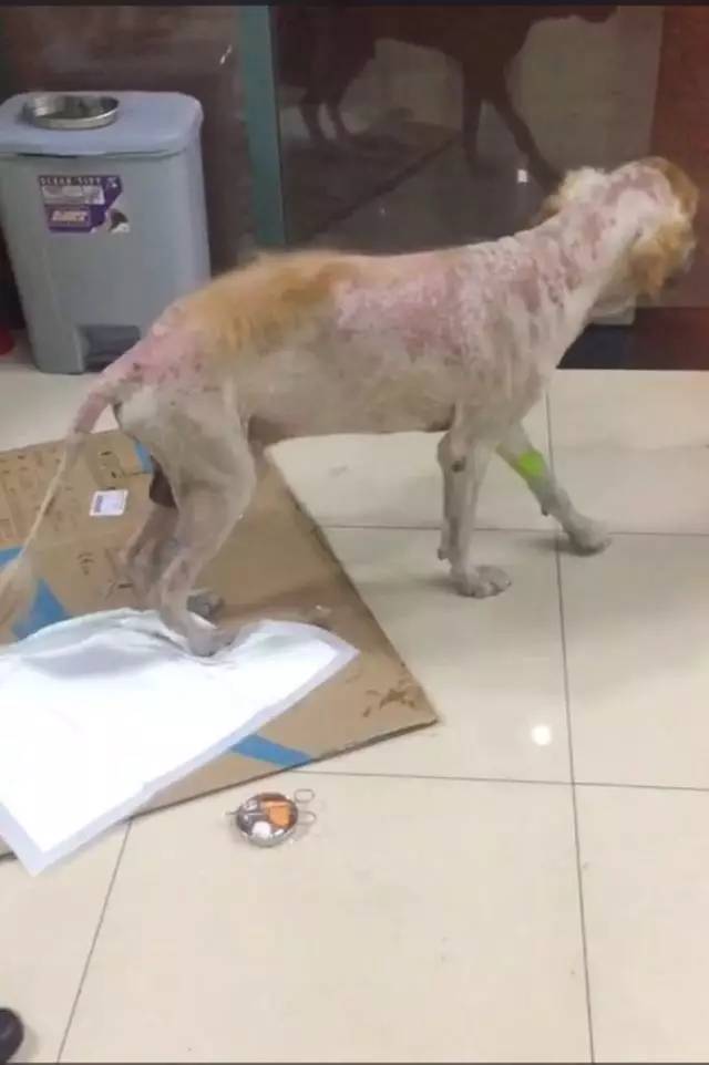 太黑心!上海一宠物店给狗狗安乐死 收了钱竟这样对待狗狗.
