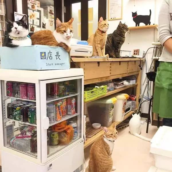 流浪猫经营的咖啡店,里面的店员竟然也全是流浪猫!