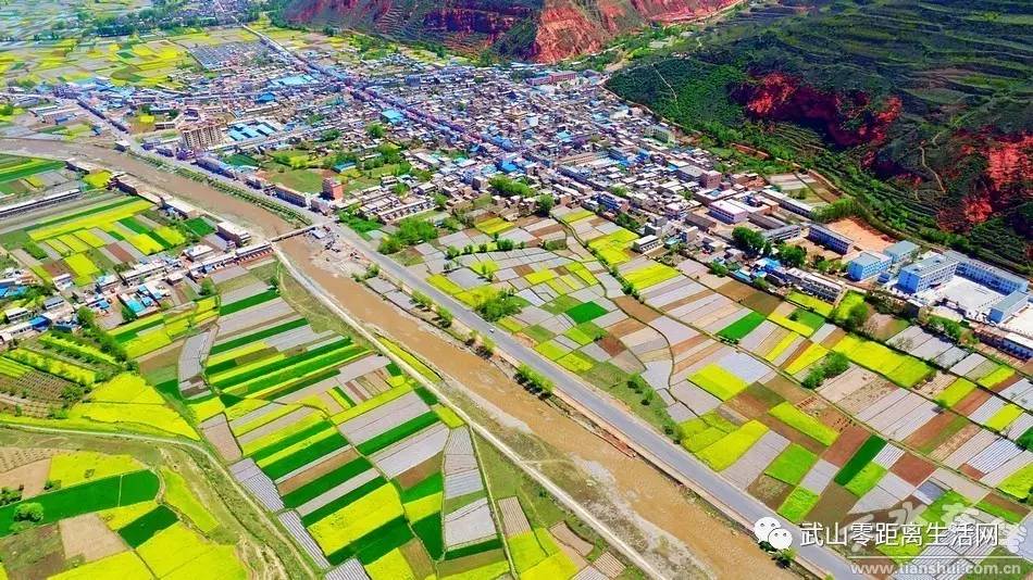 天水在线航拍武山县马力镇油菜花海