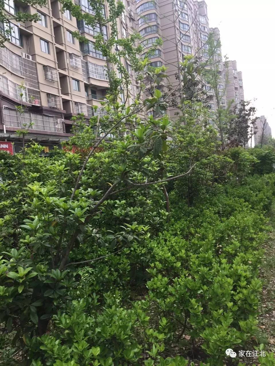 【江北美景】六合雄州西路春色美景引人醉!真的好美!