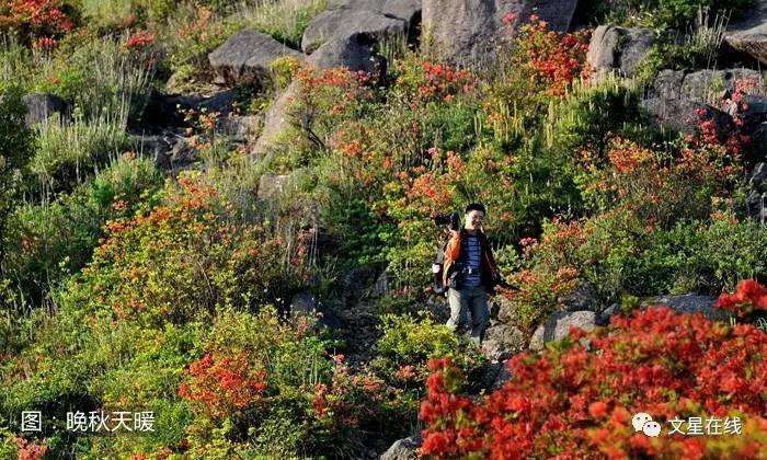 悦读|叶家坤:赏花问道仙岩山