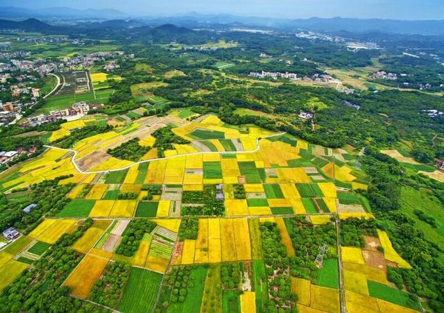 丰收的田野:从化鳌头镇白兔村