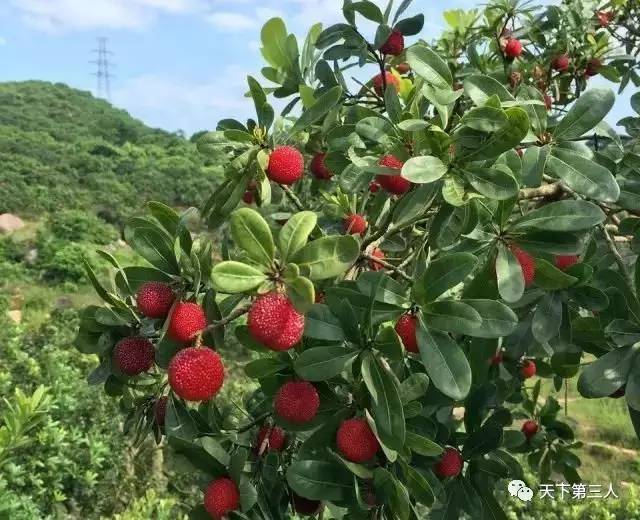 【浮宫杨梅】炎炎夏日,缺'她'不可.一次品味,一生回味!