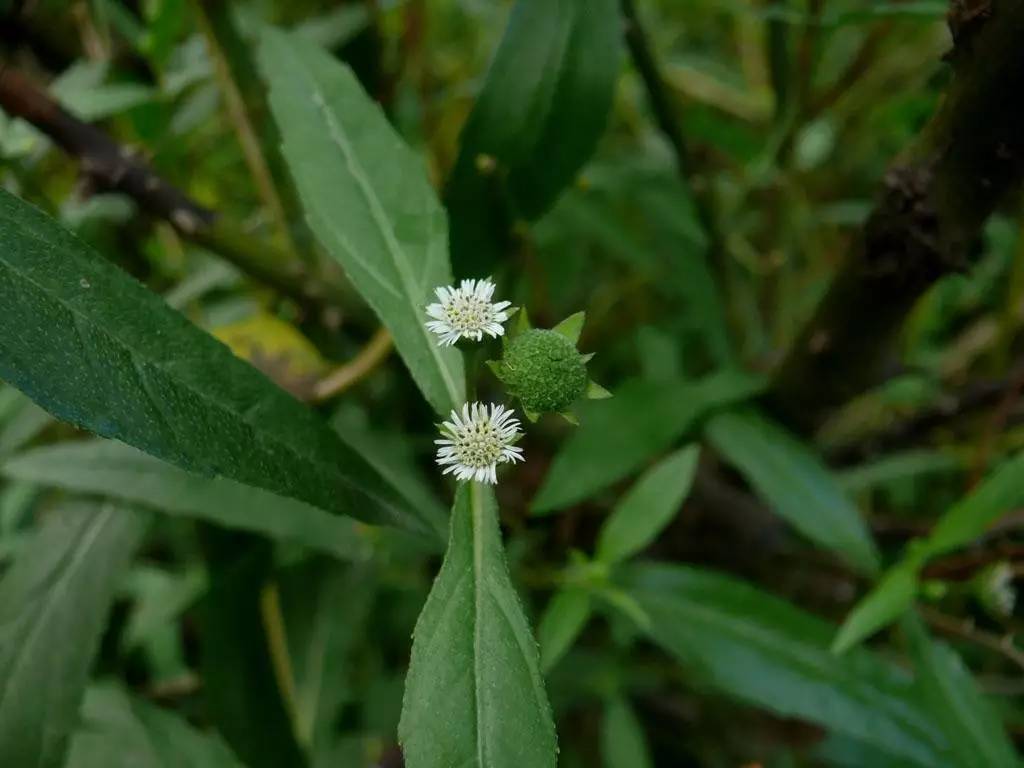 亦名燕尾菜,剪刀菜,土柴胡.可入药.