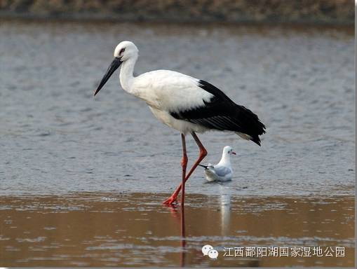 鹤什么鸡什么成语_鸡狗三个鸡蛋什么成语(2)