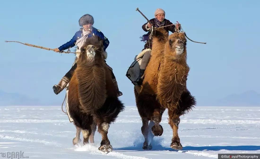蒙古人崇尚万物一体,一组和谐美图,骆驼也是蒙古人的"