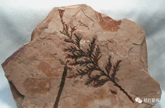 地质瑰宝：植物化石究竟记录了什么？