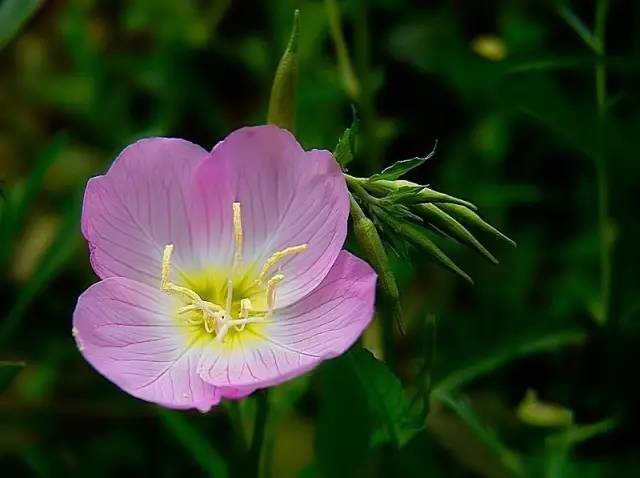花较大,花期较长,可用于花卉观赏 柳叶菜科,月见草属多年生草本 英文