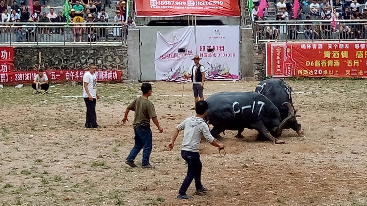 白午东方斗牛城"黔东南视线杯"牛王争霸精彩瞬间