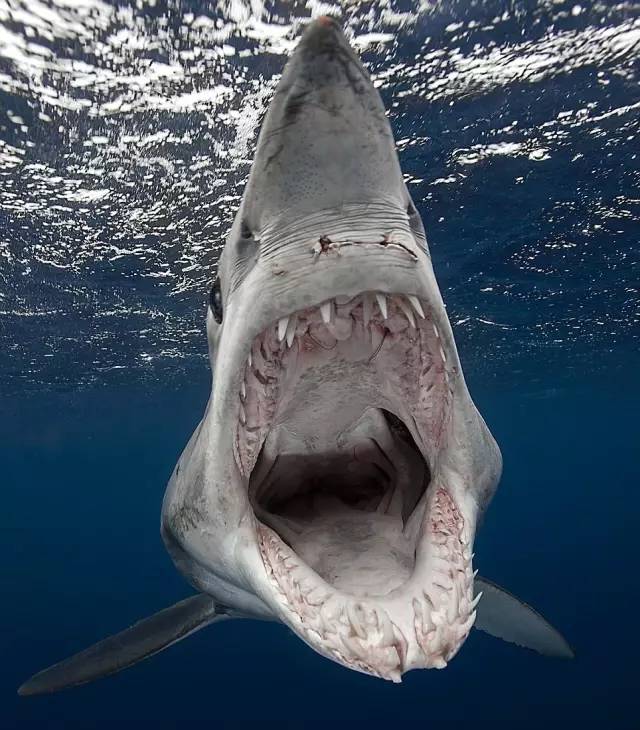 从 2002 年以来,海王星群岛是澳大利亚在法律上唯一允许的鲨鱼笼潜水